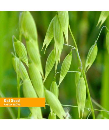 Herb Pharm Organic Alcohol-Free Oat Seed Glycerite - 1 Fl Oz - Nervous System Support - Buy Online on GoSupps.com