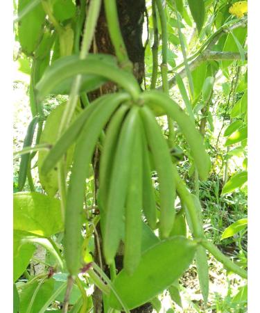 Bourbon vanilla pods from Madagascar x 5 - Buy Online on GoSupps.com