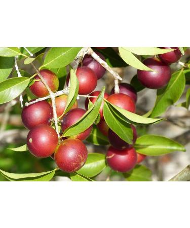 Organic Camu Camu Powder - 2 lbs | Non-GMO, Kosher, Raw, Vegan Superfood | Bulk, Non-Irradiated, Pure, Great for Baking & Smoothies | Rich in Vitamin C & Antioxidants - Buy Online on GoSupps.com