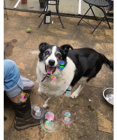 St llion K9 Bacon Bubbles for Dogs - Interactive Toy with Special Vegan Bacon Formula - Non-Toxic Pet Toy (150ml) - Buy Online on GoSupps.com