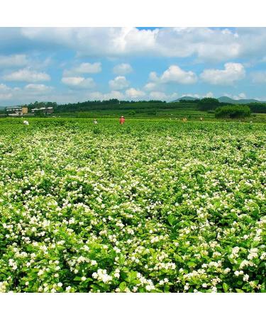 LeyuSmart Premium Jasmine Flower Tea: Dried Jasmine Buds Herbal Loose Leaf Tea 50g - Buy Online on GoSupps.com