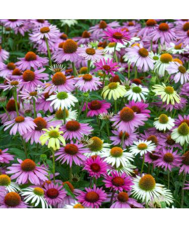 Buy Echinacea Plant Collection (10 Plants) - 5 Varieties Hardy & Perennial - Fast International Shipping - Buy Online on GoSupps.com