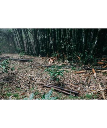 LaProve Mexican cloud coffee Procurador Arabica 1000 g - Buy Online on GoSupps.com