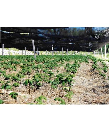 Organic Goldenseal Root Powder - USA Grown & Packaged - 14g (1/2 oz) - Buy Online on GoSupps.com