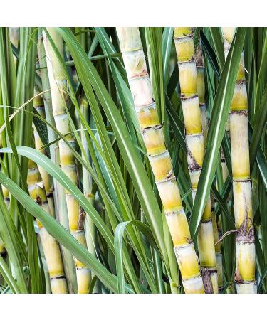 Tepe Good Mini Extra Soft Toothbrush for Children - Eco-Friendly User-Friendly Pack of 2 - Buy Online on GoSupps.com