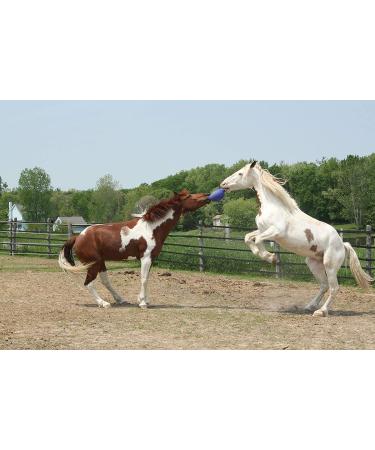 Horsemen's 10 Jolly Ball Horse Toy - Durable & Fun Equine Play! - Buy Online on GoSupps.com