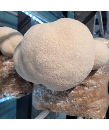 Smithereens Mushroom - Seasoning Salt - Lion's Mane & Oyster Blend Natural 45g - Buy Online on GoSupps.com