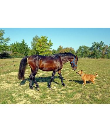 Mary Thistle Oil 5L Canister - Natural Nutritional Supplement for Horses Dogs & Cats | Cold-Pressed Omega 6 & Vitamin E Rich - Buy Online on GoSupps.com