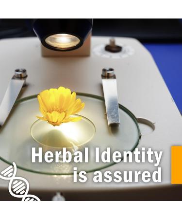 Herb Pharm Yarrow Flowering Tops Liquid Extract - 1 fl oz - Pure and Potent Herbal Supplement - Buy Online on GoSupps.com