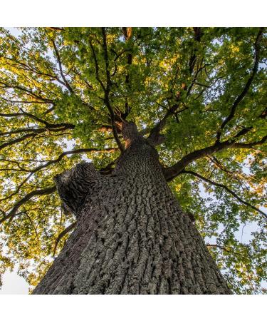 Alpi Investment OOD Oak bark 125g from Alpi Nature tea loose oak bark dried and cut for preparing herbal tea oak bark tea oak bark tea and herbal tea - Buy Online on GoSupps.com