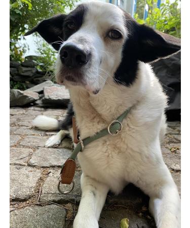 Leisegr n Adjustable Paracord Dog Collar | Nylon Devon Model | Hoary Green | Size L | Durable & Stylish for International Shipping - Buy Online on GoSupps.com