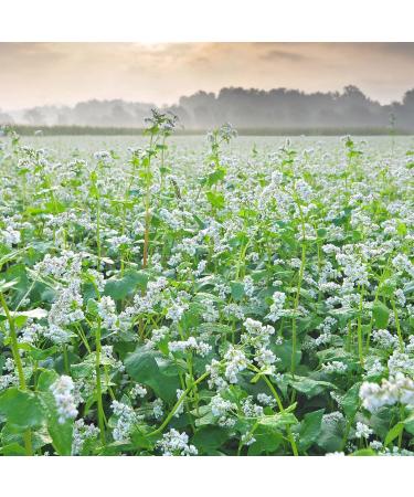 Earthbreath Buckwheat Raw Honey - 900g - Pure Dark Unheated Unpasteurised - Natural Sweetener for Cooking and Drinks - Buy Online on GoSupps.com