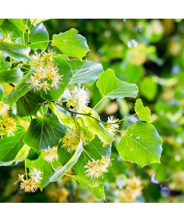 FILEANE DHERBES AND EPICES Organic lime sapwood 200g Bulk herbal tea and infusion Certified organic - Buy Online on GoSupps.com