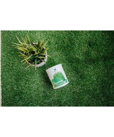 Nature's Finest Organic Wheat Grass Powder | 100% Natural Young Organic Wheatgrass | Rich Source of Protein Fiber & Chlorophyll | Third Party Tested Quality - Buy Online on GoSupps.com