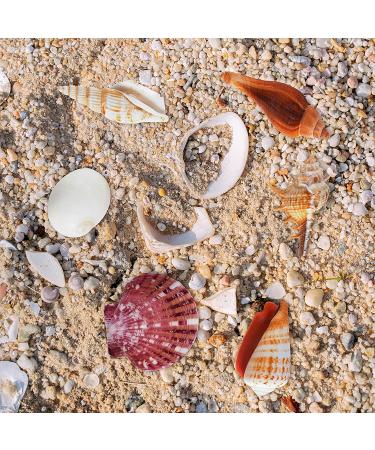 Beach Seashells Mix - Bag of Approx. 50 Seashells, Various Sizes up to 2 - Seashells1 - Buy Online on GoSupps.com