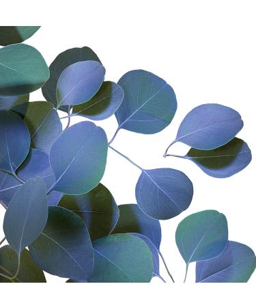 Dove Care by Plants Eucalyptus Deodorant Stick - 2.6 oz (Pack of 3) | Underarm Skin Care, 24-Hour Protection, Aluminum-Free - Buy Online on GoSupps.com