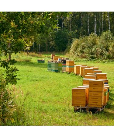 Earthbreath Pure Bee Pollen Granules - 650g | Raw Natural Food Supplement | Healthy Immunity Support | No Artificial Additives | 1 Pack - Buy Online on GoSupps.com