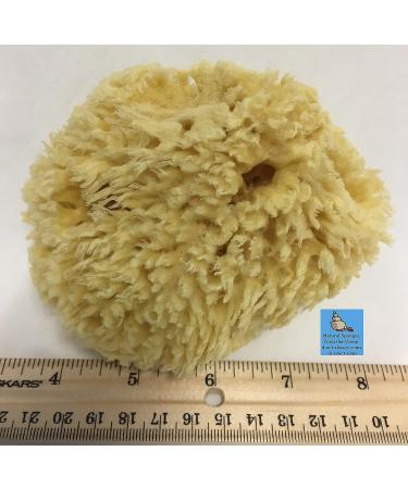 Natural Sea Wool Sponge 4-5 by Awesome Aquatics - Perfect for Bath and Shower - Buy Online on GoSupps.com