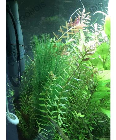 BEGONDIS Aquarium Decorations 3Pcs Silk & Plastic Green Water Plants for Fish Tank - 11 Inches - Buy Online on GoSupps.com