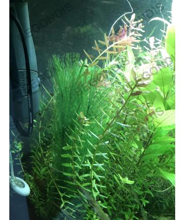 Begondis Aquarium Decorations - Artificial Green Aquatic Plants | Safe Silk & Plastic Plants for Fish & Pets | 30cm - Buy Online on GoSupps.com