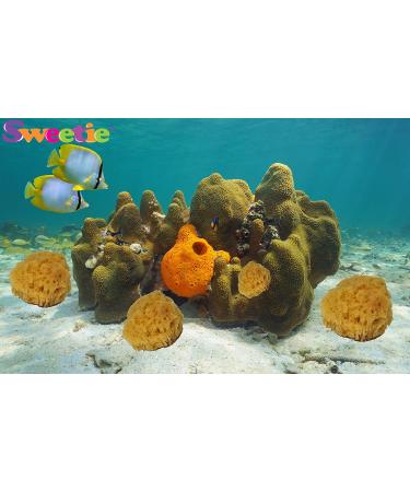 NATURAL SEA SPONGES Natural Sea Sponge for Bath and Shower for Adults Children and Baby - Buy Online on GoSupps.com