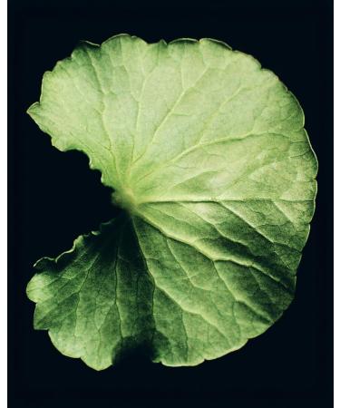 Humanrace 12 Hour Humidifying Face Cream 2.1 fl oz Refillable 2.1 Fl Oz (Pack of 1) Green - Buy Online on GoSupps.com