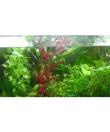 Exclusive Product - 50 Live Aquarium Plants Collection of Aquatic Plants for Your Fish Tank - Buy Online on GoSupps.com