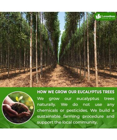 Lavendium Permium 56g (2oz) Natural Eucalyptus Leaves 100% Natural & Pure from Eucalyptus Leaves Eucalyptus Loose Leaf Herbal Tea No Additives No Caffeine Vegan Eucalyptus 56g - Buy Online on GoSupps.com