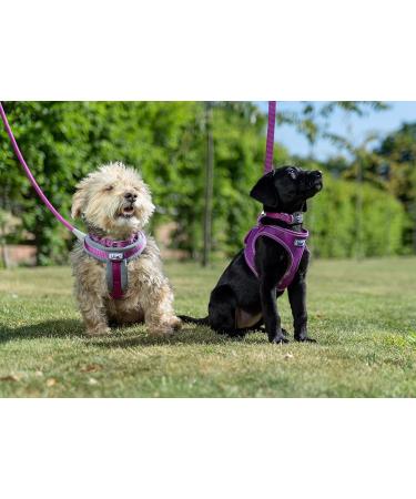 Ancol Viva Purple Padded Harness - Size Small (36-42cm) - Buy Online on GoSupps.com