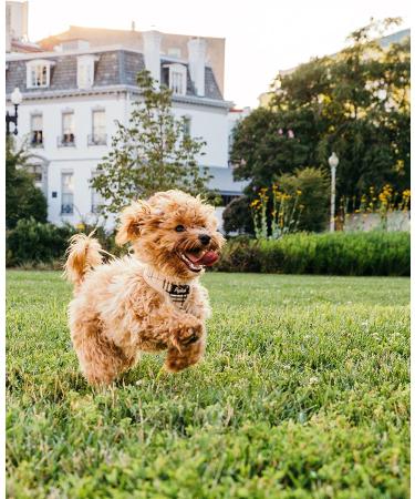 Natural Flea and Tick Spray for Dogs & Cats - Safe for Humans and Pets - Vet's Treatment - Kills Fleas, Ticks, and Insects - Indoor & Outdoor Use - No Powder - Supports Charity - Buy Online on GoSupps.com