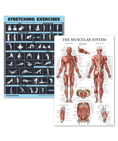 Palace Learning Laminated poster for stretching exercises and muscle exercises-2 laminated panels-training routine and muscle-anatomy diagram dark (45.7 x 61 cm) laminated 18 x 24  - Buy Online on GoSupps.com