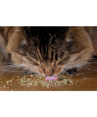 Kunduchi Super Catnip Fine Grade 40g - Buy Online on GoSupps.com
