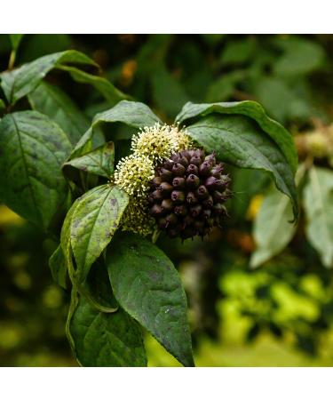 CIENPORCIENNATU RESILIENS DEPORTE 30cap is a dietary supplement in easytoswallow capsules When used consistently it supports normal body functions The package contains 30 capsules This is how it works - Buy Online on GoSupps.com