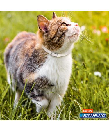 Hartz UltraGuard Plus Breakaway Flea & Tick Collar for Cats - 7 Month Protection, Water Resistant - Buy Online on GoSupps.com