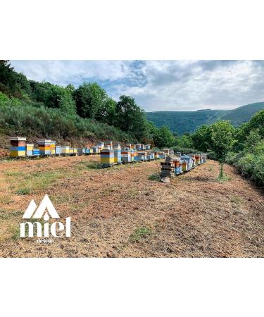 Pure bee honey. Lion honey | Chestnut honey - 450g - 100% natural and organic bee honey. Handmade product of clean harvest. Woody flavor - Intense aroma. Origin Spain. - Buy Online on GoSupps.com