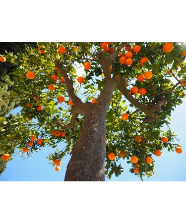 Food-United Orange Valencia Puree - 2x1kg Premium Citrus Fruit Puree for Smoothies Sorbet Juices & More - Ponthier - Buy Online on GoSupps.com