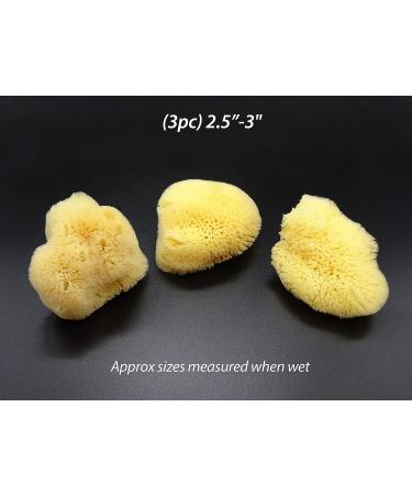 Natural Sea Silk Sponges 12pk | Size 1.5-3 | Cosmetic Use, Makeup Application & Removal | Face & Eye Cleaning | Luxury Gift Bag by Constantia Beauty - Buy Online on GoSupps.com