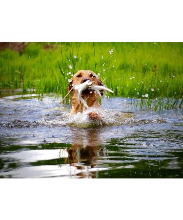 DogBone Shed Dog Training System - Train Your Dog to Find Sheds - Buy Online on GoSupps.com