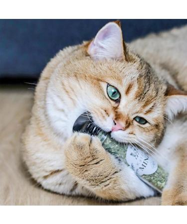 ne & no Gift Set with Natural Catnip | 3-Series Airtight Pack | Perfect Cat Toys Scratch Mats & Trees | Dried Cat Grass & Mint - Buy Online on GoSupps.com
