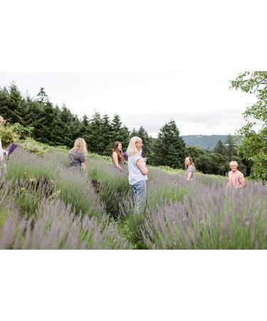 Lavender Luxury Scented Candles | Relaxing Aromatherapy | Essential Oil Soy Wax Candles - Victoria s Lavender - Buy Online on GoSupps.com