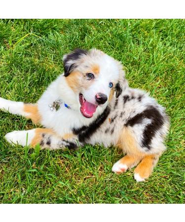 Ivia Pet Cat Bell Set for Dog Collar - 4 Sets Charm & Training Accessories Stainless Steel Clips X-Small Silver - Buy Online on GoSupps.com