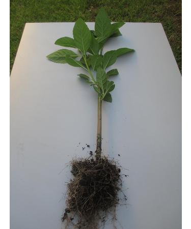 Bitter Leaf Plant - Vernonia amygdalina | Herbal Medicinal Benefits, Nutritional Value, Rich in Vitamins | Fresh Leafy Greens for Soup, Stew, Tea, Salad, Juice - Buy Online on GoSupps.com