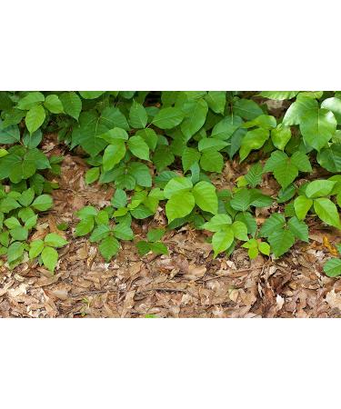 Rhuli Anti-Itch Gel - Analgesic Treatment for Sunburn, Mosquitos, Bug Bites, Poison Ivy & More - Cooling Relief for Topical Skin Use - 3 Oz Tube - Buy Online on GoSupps.com