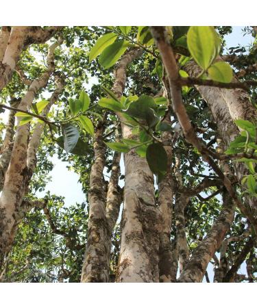 HQZM Yiwu Zhangxiang Puer Mature Tea Yunnan Old Tree Cake Tea 357g Taste Traditional Charm - Buy Online on GoSupps.com