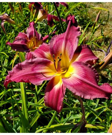 Sugar Plum Jam - Daylily - Buy Online on GoSupps.com