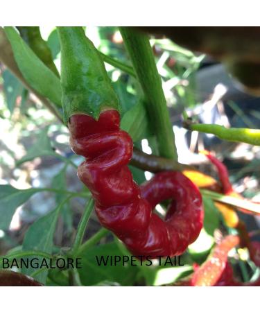 Pepper seeds 10 different varieties -- 100 seeds - Buy Online on GoSupps.com