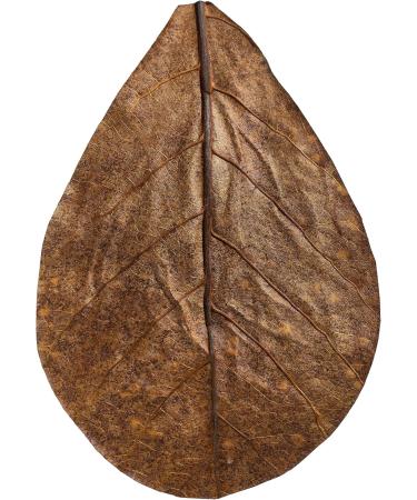 Arka Myscape Catappa Leaves - 10 Natural Seafaring Tree Leaves for Freshwater Aquariums | 8-12cm Enhances Fish & Shrimp Health - Buy Online on GoSupps.com