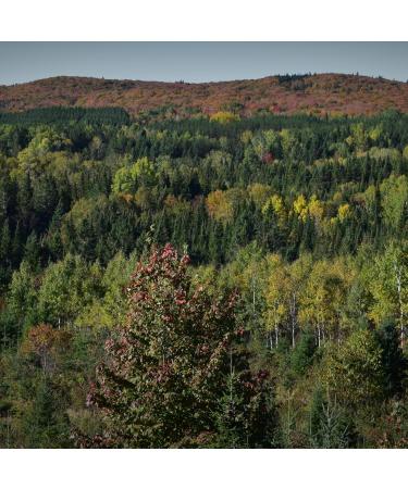 Buy Organic Maple Syrup 1L - Grade A Amber Rich Taste | Single Origin from Canada - Erabli re des Aigles | Authentic Sirop d' rable - Buy Online on GoSupps.com