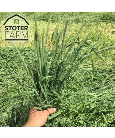 Timothy Hay 6.25 lb. by Stoter Farms 100% Canadian. Hay for Rabbits Guinea Pigs Chinchilla and Other Small Pets 2.83 kg (Pack of 1) - Buy Online on GoSupps.com