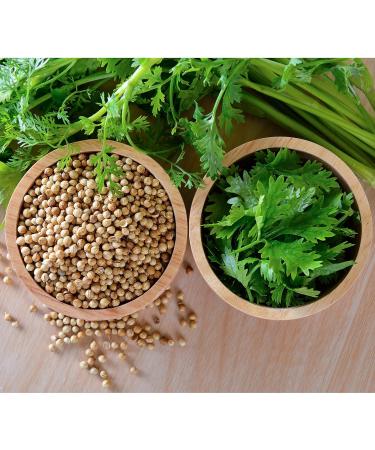 Royal Spice 500g Coriander Seeds - 100% Pure Versatile Seasoning for Baking Sausage & Curry - International Shipping Available - Buy Online on GoSupps.com